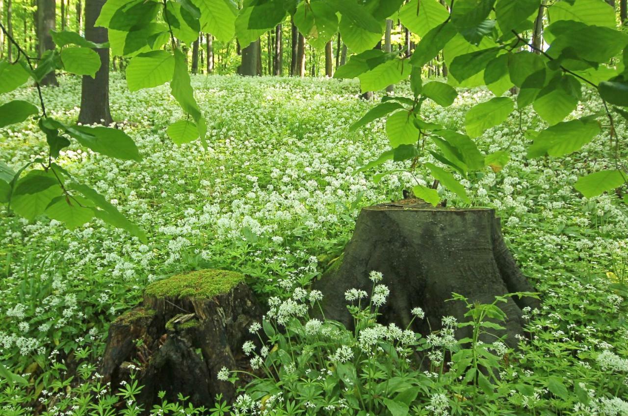 Hainich-Zeit Rodeberg Экстерьер фото